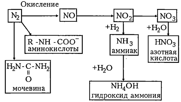 Схема круговорота азота (N2) в природе