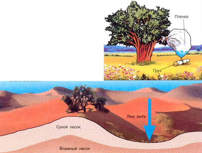 Место поиски воды в пустыне