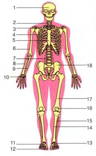 Скелет человека