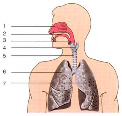 Строение дыхательной системы