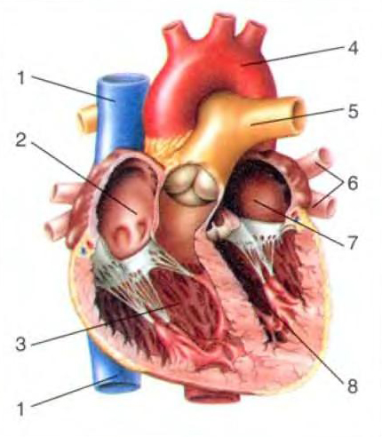 Строение сердца