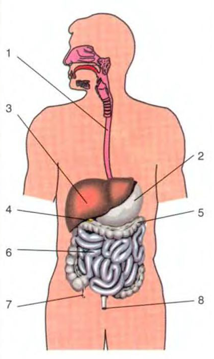 Органы пищеварения