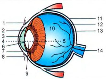 Схема строения глаза