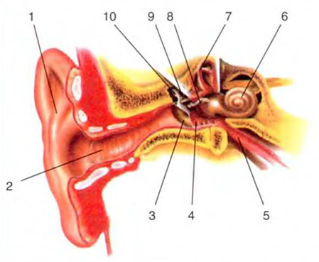 Орган слуха