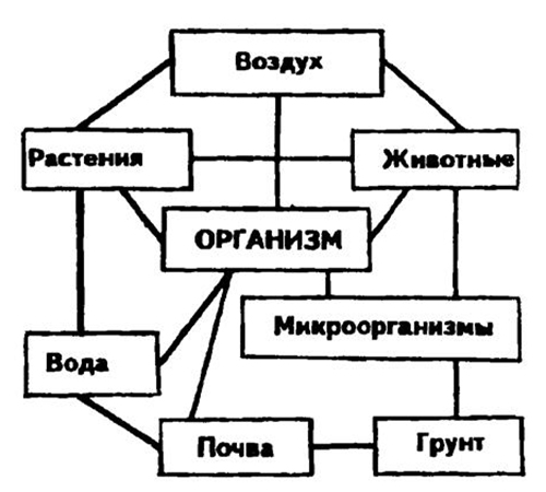 Организм и окружающая его среда как система