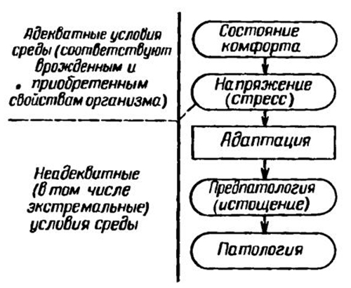 Возможные состояния организма (биосистемы)