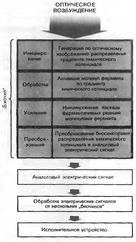 Схема биоустройства для прецизионного управления робота-манипулятора в системе «глаз — рука»