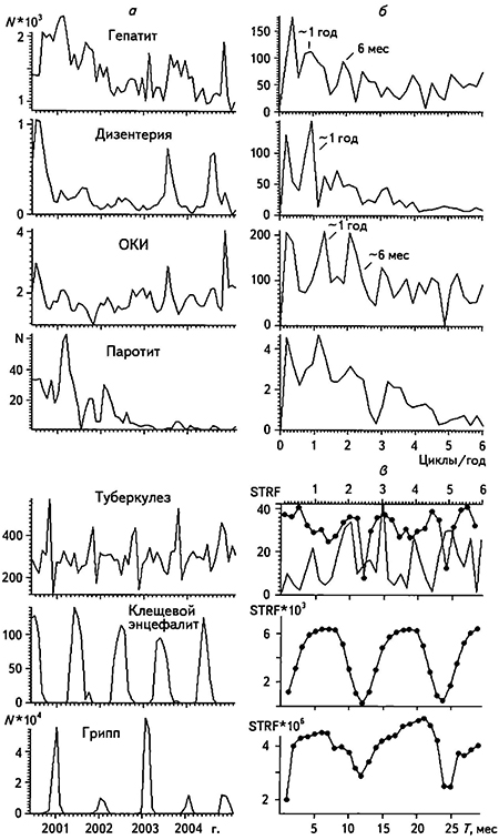 Временные ряды с месячным опросом числа инфекционных заболеваний в Свердловской за июль 2000 г. - апрель 2005 г. области (а), соответствующие им амплитудные спектры (б) и структурные функции (в)